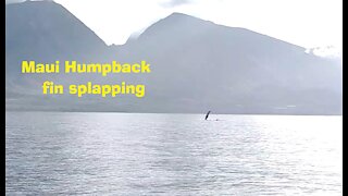 Humpback whale fin slapping off Maui Coast