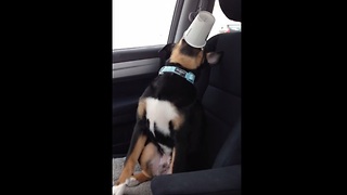 Puppy finds hilarious way to drink puppuccino