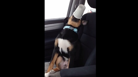 Puppy finds hilarious way to drink puppuccino