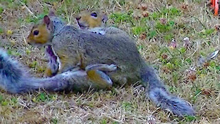 IECV NV #152 - 👀 Grey Squirrel Playing With Another Squirrel In The Backyard Adventures 6-13-2016