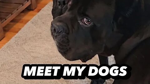 Meet My Dogs - Cane Corsos 300lbs