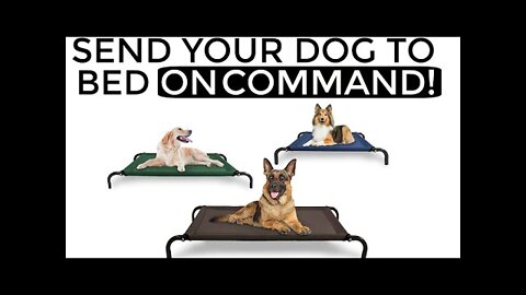 How to teach your dog to go to their bed ON COMMAND - EASY