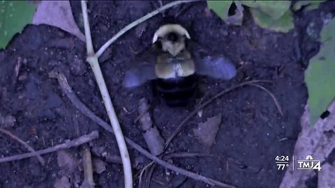 Endangered rusty-patched bumble bee sighting in Kenosha County