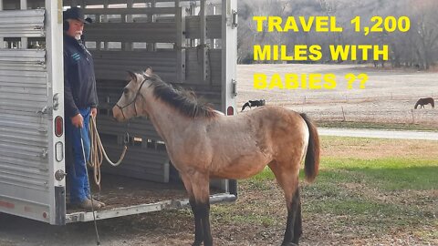 Traveling & Training Horse Babies (part 2)