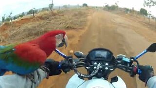 Papegøje følger ejer på motorcykel ture