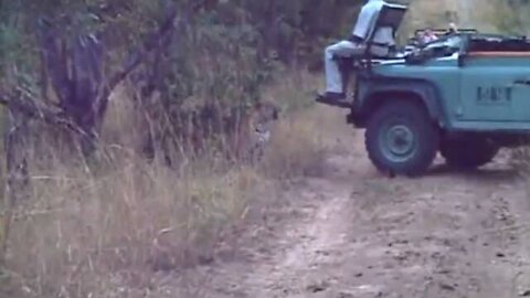 Close Encounter with a snarling Leopard