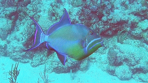 The amazingly beautiful queen triggerfish