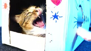 Kitten Bites out of His House