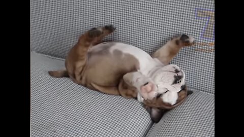 These FUNNY SLEEPY DOGS will make your day! SO FUNNY & CUTE