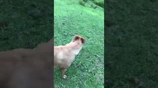 Dog is learning not to chase horses.