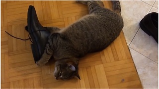 Cat Misses Owner So Much He Is Determined To Steal His Shoes