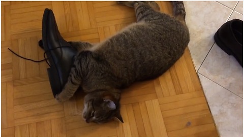 Cat Misses Owner So Much He Is Determined To Steal His Shoes