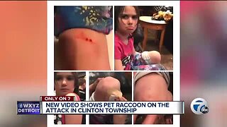 6-year-old girl injured, 8-year-old boy attacked by neighbor's pet raccoon