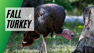 Wyoming Fall Turkey Hunt