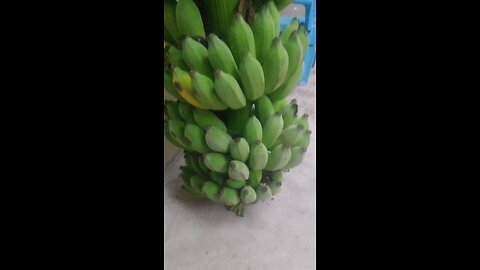 Banana's Fruit