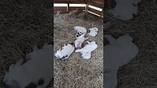 Puppies moved to the sheep shelter