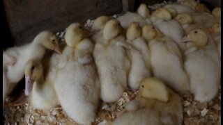 Orpington Ducks and White Leghorn Chicks Floor of Fuzz Video 13