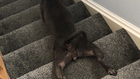 Lazy staffy humorously slides down stairs
