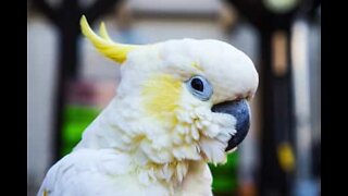 Harley, a cacatua rebelde que adora destruir tudo