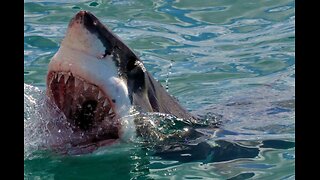 Boat Rams 20 Ft Great White Shark to Free Victim