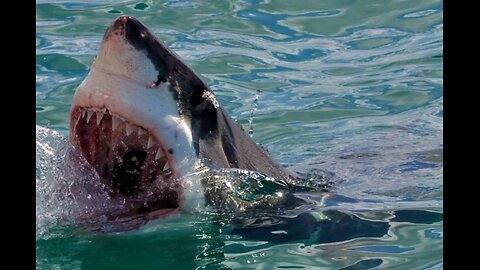 Boat Rams 20 Ft Great White Shark to Free Victim