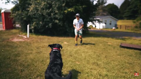 This is how you can train your dog safely completely off leash!