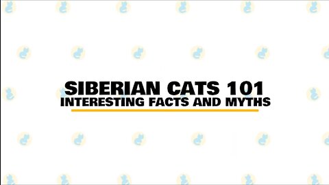 Siberian Cats : Fun Facts & Myths
