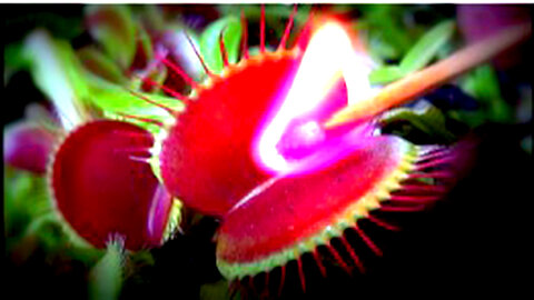 Into the World of Carnivorous Plants: Exploring Nature's Savage Beauties