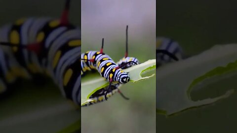 Cute Caterpillars Eating