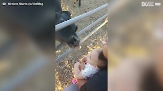 Friendly calf greets toddler with affectionate lick