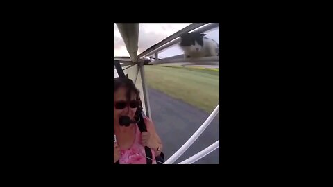 Hilarious Cat Crashes Glider Flight |😹