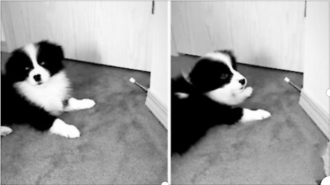 Border Collie puppy loves to play with door stopper