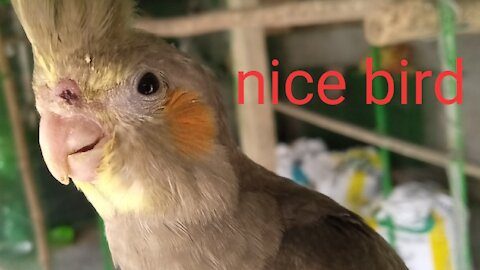 Nice Bird cockatiel is the best birds /my home