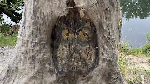 owl in a tree