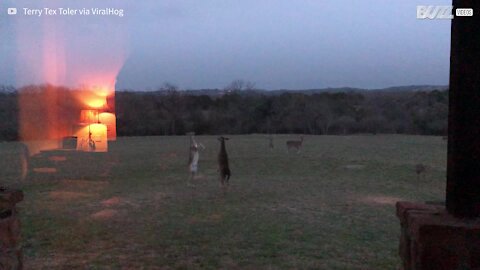 Deer battle it out in epic boxing match