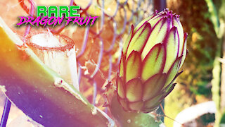 HOW to GROW DRAGON FRUIT / 1 HOUR of the BASICS / Soil, Roots, Nutrients, Trellis Design & More