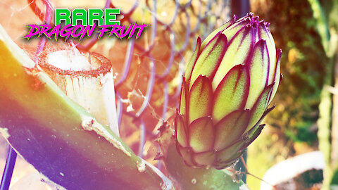 HOW to GROW DRAGON FRUIT / 1 HOUR of the BASICS / Soil, Roots, Nutrients, Trellis Design & More