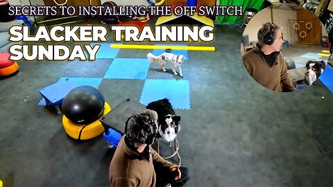 🐕🧘‍♀️Slacker Training Sunday | Doing Nothing Productively! - DiscDog Dojo #115 🥏🐶🥋