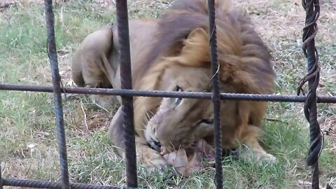 Wild Lions eat Chicken When Animals Lion Attacks Funny Videos Viral