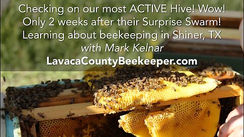 Checking on our MOST ACTIVE HIVE! Wow! Learning with Lavaca County Beekeeper, Mark Kelnar Shiner, TX