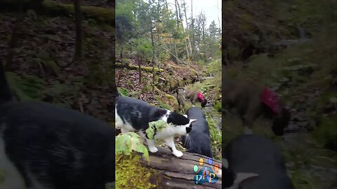 Mooshie across the log bridge.