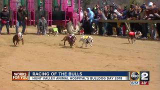 Racing of the bulls