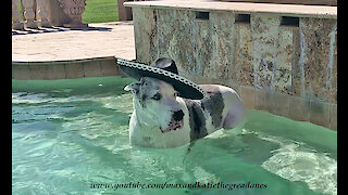 Great Dane Enjoys Cinco De Mayo Dipping And Sipping In The Pool