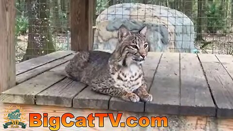 Carole meets up with Afton handing out evening meds and snacks at Big Cat Rescue! 05 09 2023