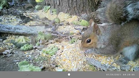Cute squirrel 🐿️eating 👄his way through corn🌽 #cute #funny #animal #nature #wildlife #trailcam #farm