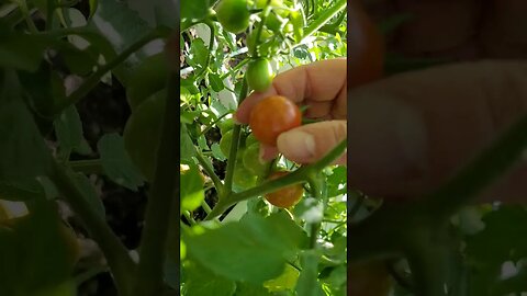 First Tomato