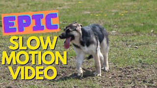 Slow Motion-Dogs Running and Playing (Husky-Shepherd Mix)