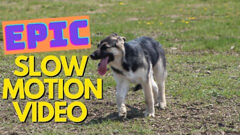 Slow Motion-Dogs Running and Playing (Husky-Shepherd Mix)