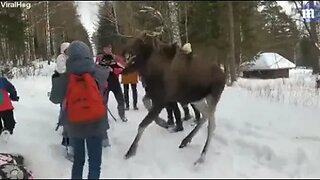 Wild Moose Attack