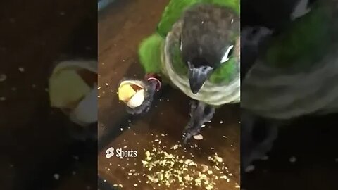 My bird eating a pistachio 🥜